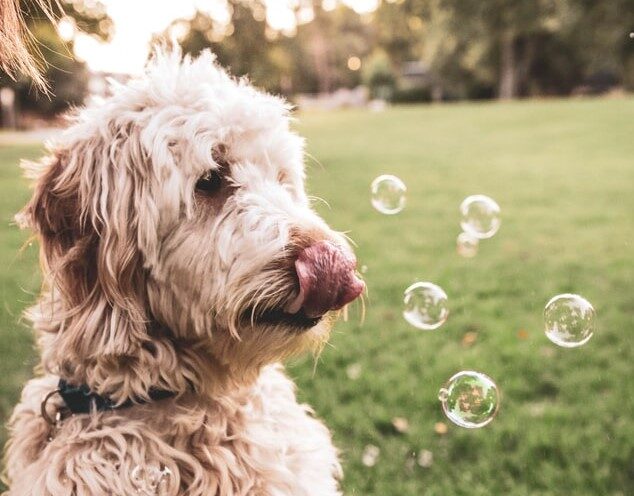 sudsy puppy